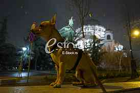 Koronavirus setnja ljubimca