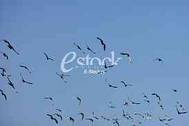 many flying pigeons