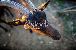 Goat farm Serbia