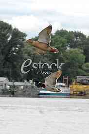 Mallard