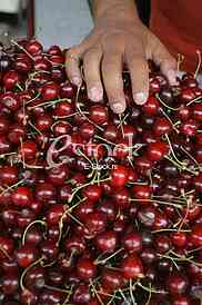 man holding a cherry in hand, fresh cherries natural cherry to background on the street market
