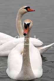 White swans