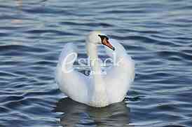 swan on blue water