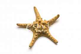 Starfish, shell