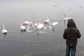 White swans