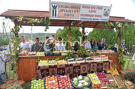 Topola Oplenacka berba