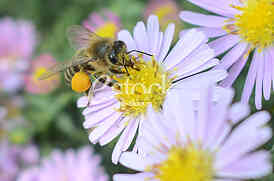 The bee