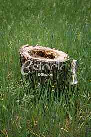 Recently sawed tree stump protrudes above the ground cut tree