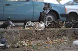 hungry cats and pigeons about cats