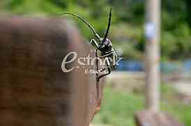 Fauna of Rain forest of serbia exotic Beetle barbel