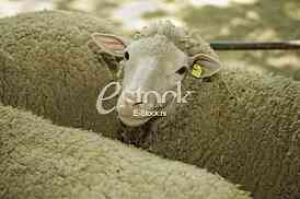 Sheep