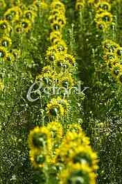 Field of sunflowers