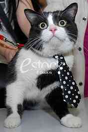 Cat show