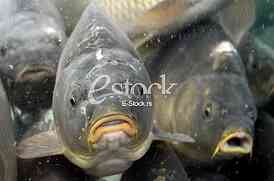 Super Market Univerexsport