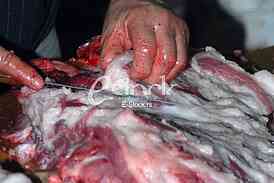 Pig slaughter