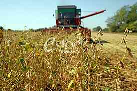 Soybean