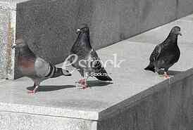pigeon, dove, culver