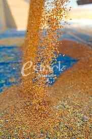 Agriculture