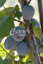 Plum