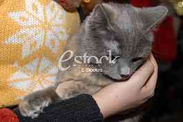 Cat show