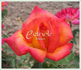 Ruza, cvet, rose flower