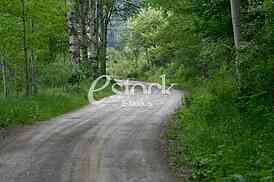 Rural road Country road, green trees and forest nature