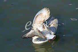 Labud na reci Dunav, Swan on the Danube river