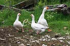 white geese in the village isolated