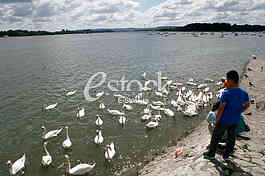 dunav , zemun, labudovi