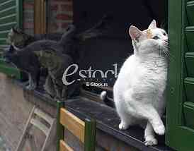 Animal Shelter