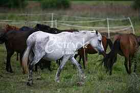 horses in the countryside in a field near mountains
