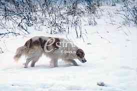 Hunting dog