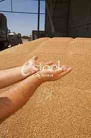 Agriculture