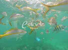 Caribbean sea