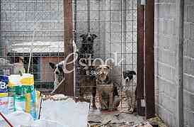 Association for adoption dogs 