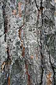 old lime tree bark seamless background pattern brown tree filling the frame