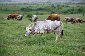 Cows grazing on a green summer meadow