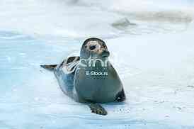 seal resting on the water