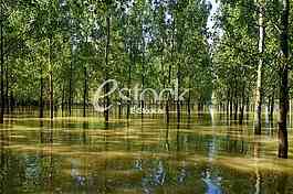 Tamis poplave