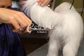 Grooming