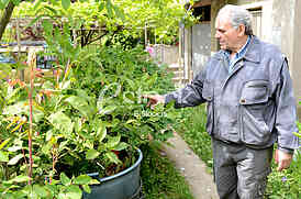 Zoran Veselinovic herbalist