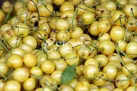 fresh white cherries natura whitel cherry to background on the street market