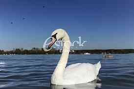 swan on blue water