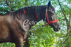 Horse on the street in the afternoon