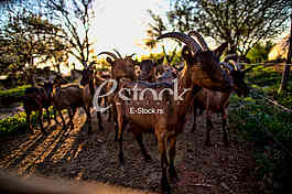 Goat farm Serbia