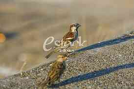 Sparrow House standing on a concrete