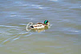 Divlja patka na reci Dunav, Wild duck on the Danube river