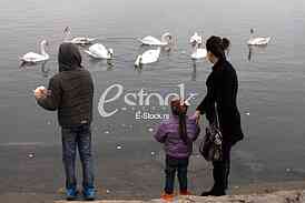 White swans
