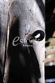 Wooden door
