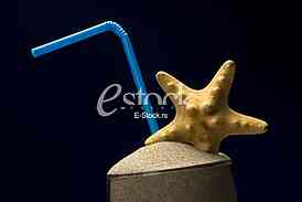 Starfish, shell